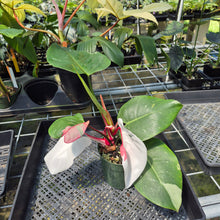 Load image into Gallery viewer, Philodendron White Princess Variegated exact plant, Fedex 2day*
