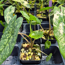 Load image into Gallery viewer, Alocasia Shattered Glass 2.5" pot, Fedex 2day*
