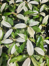 Load image into Gallery viewer, Philodendron Whipple Way Variegated 2.5" pot, Fedex 2day*
