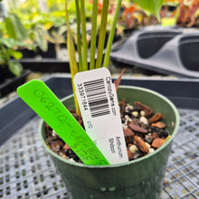 Load image into Gallery viewer, Anthurium Shibori, Exact Plant Variegated Ships Nationwide
