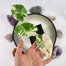 Load image into Gallery viewer, Alocasia Odora, Okinawa Silver, Exact Plant Variegated
