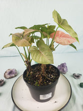 Load image into Gallery viewer, Pink Spot, Exact Plant, multi pot of 3, variegated Syngonium
