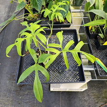 Load image into Gallery viewer, Philodendron Quercifolium, Exact Plant Ships Nationwide
