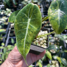 Load image into Gallery viewer, Alocasia Longiloba Grandis Aurea Variegated 2.5" pot, Fedex 2day*

