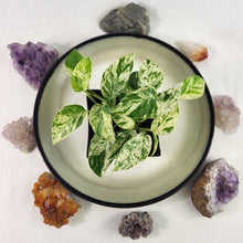 Load image into Gallery viewer, Epipremnum Pinnatum Marble, Exact Plant Variegated 4 top plant
