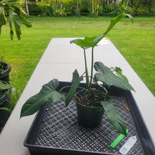 Load image into Gallery viewer, Philodendron Minarum 'Lime Fiddle', Exact Plant Ships Nationwide
