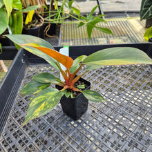 Load image into Gallery viewer, Philodendron Red Congo, Exact Plant Variegated Ships Nationwide
