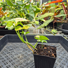 Load image into Gallery viewer, Syngonium Mango Allusion, Orm Thong, Exact Plant Variegated Ships Nationwide
