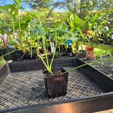 Load image into Gallery viewer, Philodendron Polypodoides, Exact Plant Ships Nationwide
