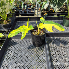 Load image into Gallery viewer, Philodendron Florida Beauty Variegated exact plant, Fedex 2day
