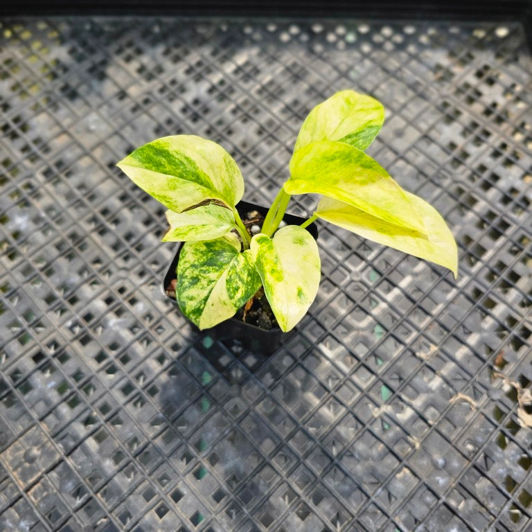 Epipremnum Pinnatum Sunburst, Exact Plant Variegated Ships Nationwide