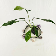 Load image into Gallery viewer, Philodendron Joepii, Exact Plant Ships Nationwide
