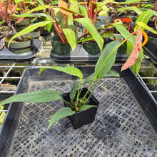 Load image into Gallery viewer, Anthurium Scherzerianum "Pig Tail" Speckled, Exact Plant
