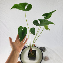 Load image into Gallery viewer, Anthurium Decipiens, Exact Plant double plant
