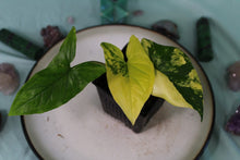 Load image into Gallery viewer, Variegated Syngonium Aurea Exact Plant
