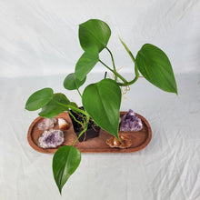 Load image into Gallery viewer, Philodendron Microstictum 4&quot; pot, ships nationwide
