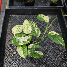 Load image into Gallery viewer, Epipremnum Pinnatum Marble, Exact Plant Variegated triple plant pot Ships Nationwide

