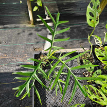 Load image into Gallery viewer, Philodendron Tortum, Exact Plant Wide Form, 4&#39;&#39; pot Ships Nationwide
