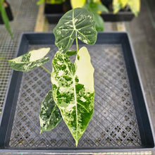 Load image into Gallery viewer, Alocasia Frydek, Exact Plant Variegated Ships Nationwide
