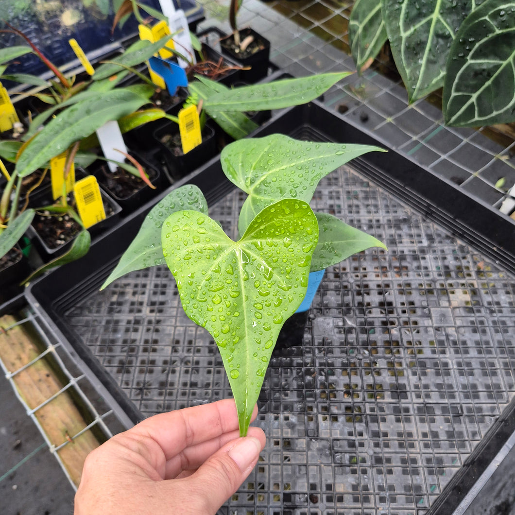 Anthurium Macrolobium, Exact Plant Ships Nationwide