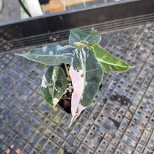 Load image into Gallery viewer, Alocasia polly pink variegated, Exact Plant Ships Nationwide.

