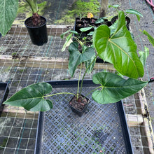 Load image into Gallery viewer, Anthurium Decipiens, Exact Plant

