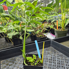 Load image into Gallery viewer, Monstera Subpinnata, Exact Plant Ships Nationwide
