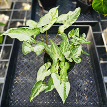 Load image into Gallery viewer, Syngonium Three Kings Magic Marble, Exact Plant Variegated Triple plant pot Ships Nationwide
