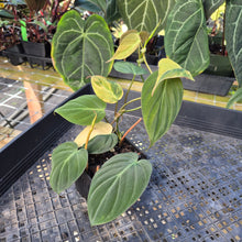 Load image into Gallery viewer, Philodendron Hederaceum Micans Aurea, Exact Plant Variegated Ships Nationwide
