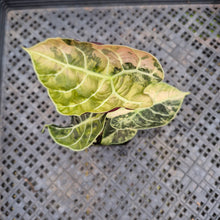 Load image into Gallery viewer, Alocasia Watsoniana Albo/Pink Variegated, Exact Plant Ships Nationwide
