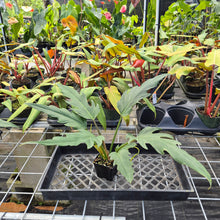 Load image into Gallery viewer, Philodendron Orchid Jungle, Exact Plant Ships Nationwide
