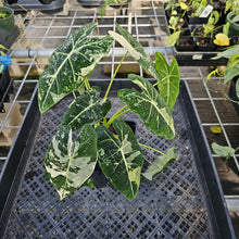 Load image into Gallery viewer, Alocasia Frydek, Exact Plant Variegated Ships Nationwide
