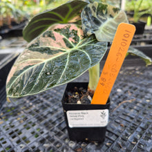 Load image into Gallery viewer, Alocasia Black Velvet Pink variegated exact plant, Fedex 2day*
