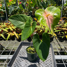 Load image into Gallery viewer, Anthurium Anuenue Obake Bicolor pink/green Fedex 2day
