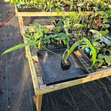 Load image into Gallery viewer, Philodendron Holtonianum, Exact Plant Ships Nationwide
