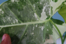 Load image into Gallery viewer, Variegated Alocasia Frydek exact plant, ships nationwide
