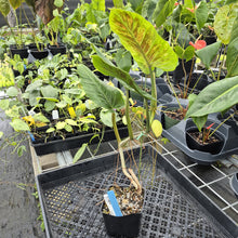 Load image into Gallery viewer, Philodendron Subhastatum, Exact Plant Variegated Ships Nationwide
