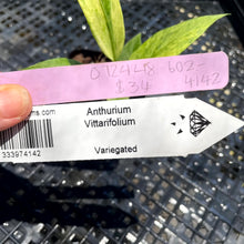 Load image into Gallery viewer, Anthurium Vittarifolium , Exact Plant Variegated Ships Nationwide
