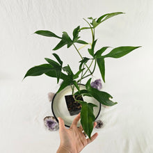 Load image into Gallery viewer, Philodendron Quercifolium x Pedatum, Exact Plant Ships Nationwide
