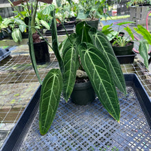 Load image into Gallery viewer, Anthurium Warocqueanum, Queen, Exact Plant 2 top plant
