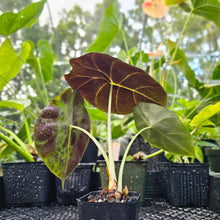 Load image into Gallery viewer, Alocasia Grandis, Exact Plant
