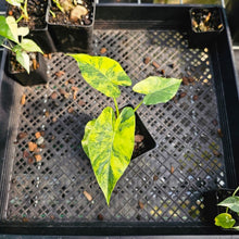 Load image into Gallery viewer, Alocasia Gageana Aurea, Exact Plant Variegated
