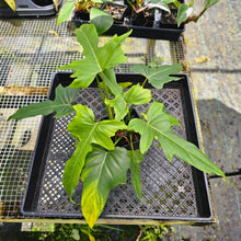 Load image into Gallery viewer, Philodendron Green Golden Dragon, Exact Plant

