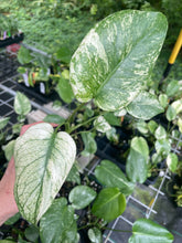 Load image into Gallery viewer, Monstera Deliciosa White Monster Variegated 2.5" Pot, Fedex 2 day*
