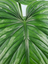 Load image into Gallery viewer, Mamei, Exact Plant, Philodendron
