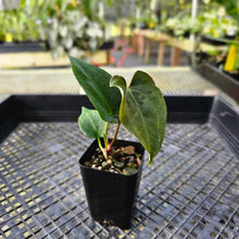 Load image into Gallery viewer, Anthurium Ace Of Spades X Papillilaminum, Exact Plant Ships Nationwide
