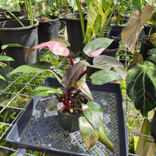 Load image into Gallery viewer, Philodendron Pink Princess, Exact Plant Variegated Ships Nationwide
