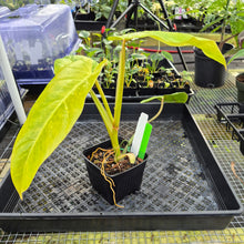 Load image into Gallery viewer, Philodendron Goldiana, Exact Plant Ships Nationwide
