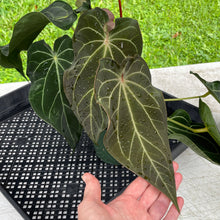 Load image into Gallery viewer, Anthurium Magnificum X AFF noid, exact plant, Fedex 2day*
