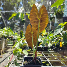 Load image into Gallery viewer, Alocasia Grandis, Exact Plant
